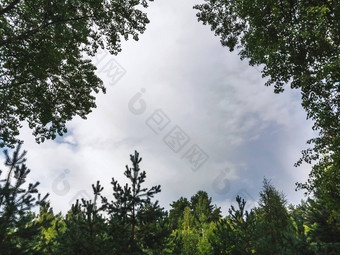 夏天天空<strong>云框</strong>架绿色树叶树自然背景复制空间