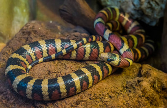 特写镜头亚利桑那州山王<strong>蛇</strong>生动的彩色的热带<strong>蛇</strong>美国受欢迎的爬行动物宠物herpetoculture