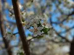 丰富樱桃树盛开的花春天时间