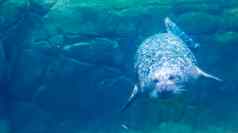 常见的密封游泳水下美丽的肖像港密封常见的海洋哺乳动物太平洋大西洋海岸