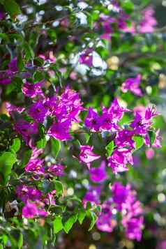 盛开的紫色的叶子花属绿色叶子树背景叶子花属海棠生长伍迪他来了