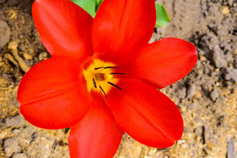 宏照片红色的郁金香自然颜色背景盛开的郁金香花开放味蕾