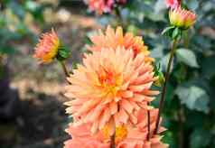 Zinnia多层橙色花瓣花植物属向日葵部落黛西家庭太阳爱的植物花朵冬天春天夏天受欢迎的花束复制空间房间文本