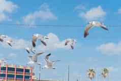 集团海鸥飞行权力行棕榈树云蓝色的天空阳光明媚的夏天一天