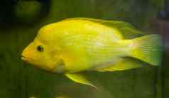 特写镜头迈达斯丽鱼科鱼黄色的白色彩色的热带鱼异国情调的鱼specie科斯塔黎加