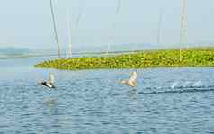 关闭海鸥海鸥迁徙鸟媒介大小水鸟发现了飞行红树林湿地克利须那神野生动物圣所安得拉邦邦印度这是物种印度次大陆
