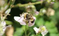 特写镜头bombus特雷斯蒂斯迷跟踪大黄蜂大地球大黄蜂收集花蜜花