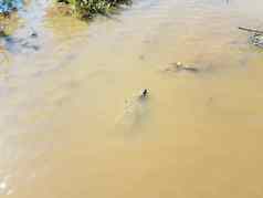 拍摄乌龟爬行动物泥泞的水池塘