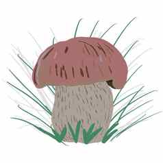 porcini蘑菇草