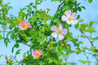 粉红色的<strong>花</strong>蔷薇属野蔷薇