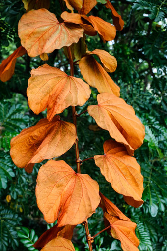 金叶子紫荆花金黄色葡萄球菌花花园