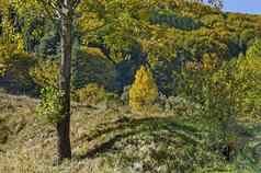 色彩斑斓的秋天景观黄色的秋天的树关闭松柏科的落叶森林快乐vitosha山