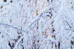 美丽的冬天景观白雪覆盖的分支机构灌木光日落背景纹理