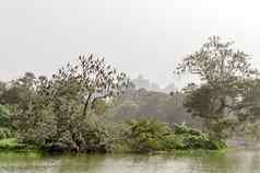 水鸟坐着树分支小草岛日落时间阳光反射水自然景观壁纸背景