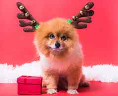特写镜头吉娃娃狗有趣的肖像驯鹿圣诞节鹿