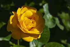 黄色的玫瑰花花园玫瑰花朵夏天阳光明媚的一天关闭精致的黄色的玫瑰花园阳光明媚的夏天一天