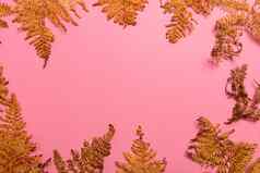 秋天蕨类植物叶子孤立的粉红色的背景复制空间水平定向简约风格