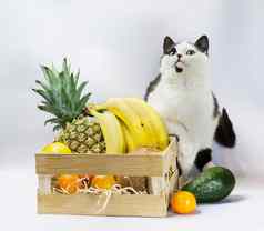 小猫黑色的白色皮毛绿色眼睛异国情调的水果菠萝香蕉椰子鳄梨橙色