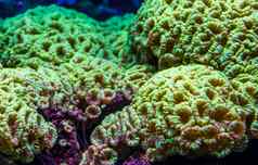 特写镜头大花珊瑚多石的珊瑚specie加勒比海海洋生活背景