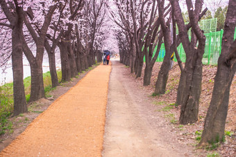 首尔韩国4月seoul’s樱桃花朵节日韩国美丽的风景摄影师首尔韩国4月