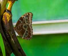 特写镜头肖像peleides蓝色的Morpho蝴蝶受欢迎的热带昆虫specie美国