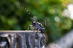 亚洲长角甲虫按蚊光蕊