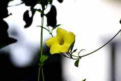 美丽的提前黄色的花
