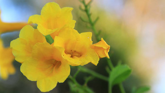 美丽的黄色的花盛开的明亮的黄色的花花背景黄色的花纹理背景特写镜头黄色的花树