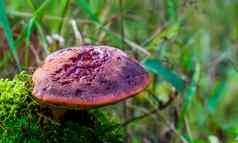 特写镜头牛排真菌常见的可食用的蘑菇specie真菌欧洲英国