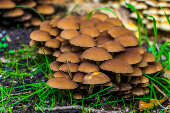 栗brittlestem集群集团蘑菇常见的真菌欧洲