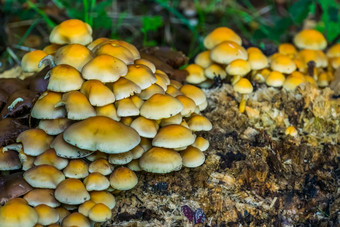 集群光棕色（的）栗brittlestem蘑菇常见的fungiespecie欧洲