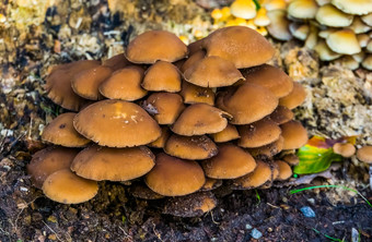 特写镜头集群栗brittlestem蘑菇常见的真菌specie欧洲