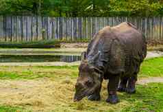 伟大的印度犀牛吃食物饮食犀牛脆弱的动物specie印度