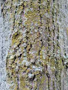 灰色的树树皮变形背景图片长满青苔的树树皮
