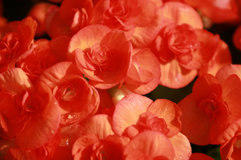 美丽的集团红色的绣球花绣球花花开花新鲜绣球花花花背景纹理美丽的红色的花阳光