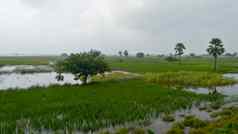 郁郁葱葱的绿色地平线农业场小印度村温暖的潮湿的空气西南暴雨季风降雨季节热带气候农村收获印度南亚洲pac
