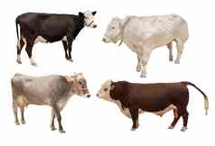 牛宠物动物哺乳动物块孤立的白色背景农业