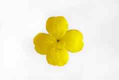 黄色的橙色花花瓣孤立的白色背景