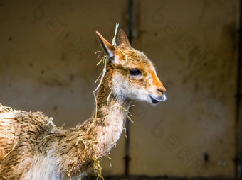 脸维努阿特写镜头山动物安第斯山脉秘鲁specie相关的骆驼羊驼