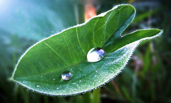 卡丘帕塔芋属庞大的大象耳朵绿色植物叶<strong>雨</strong>水下降阳光反射生态能源权力自然背景保存水保存生活<strong>雨</strong>水收获概念