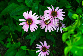 高对比照片<strong>紫</strong>锥菊花黑暗绿色<strong>背景</strong>湿树叶药用草植物