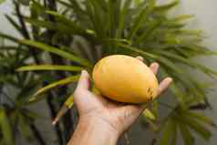 犯罪手持有新鲜的成熟的芒果水果棕榈树背景富含维他命食物vegeterian热带异国情调的水果健康的维生素食物概念