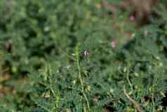 鹰嘴豆豆荚绿色年轻的植物农场场特写镜头