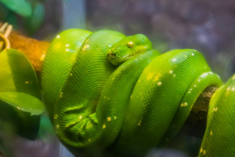 特写镜头绿色树python受欢迎的热带<strong>蛇</strong>specie亚洲澳大利亚