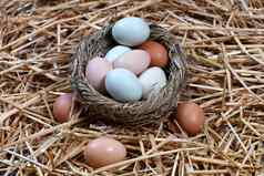 自然色彩斑斓的鸡蛋鸟巢复活节假期背气