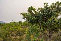 绿色芒果树芒果树日益增长的场亚洲芒果水果种植园美味的水果丰富的维生素