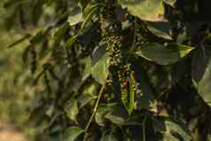 黑色的胡椒植物日益增长的种植园亚洲成熟的绿色辣椒树农业热带国家胡椒树干燥