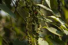 黑色的胡椒植物日益增长的种植园亚洲成熟的绿色辣椒树农业热带国家胡椒树干燥