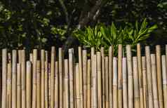 干竹子栅栏绿色热带树背景生态自然背景概念