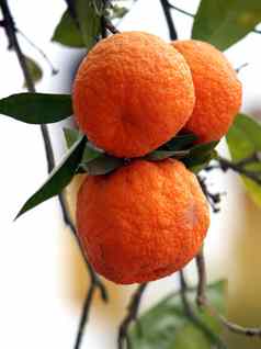 分支橙色树